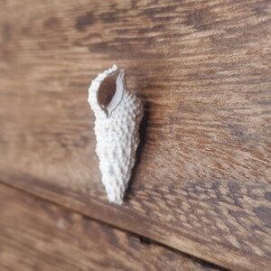 Authentic seashell conch‎ beach bohemian charm